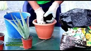 How to plant aloe vera