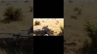 wild animal documentary ​ #naturedocumentary​ #wildanimal​