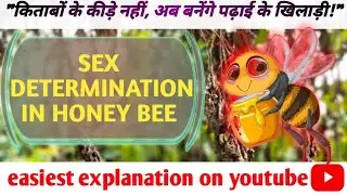 Sex determination in honey bee | principle of inheritance and variation | class 12 biology 