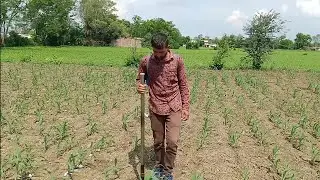 मक्का में खाद रखने की देसी जुगाड़#। Technique to placed fertilizers in  maize 7000834751