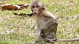Poor Janna Baby Monkey Screaming | Why Leave Baby???