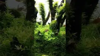 Microrasbora Galaxy dancing