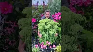 Some of our Favorite Perennials for Fresh Cut Flower Bouquets #gardening #garden
