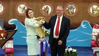 Welsh corgi pembroke. Bitch class 