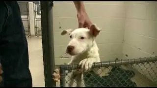 ADOPTED! Chico, Great Dane mix puppy
