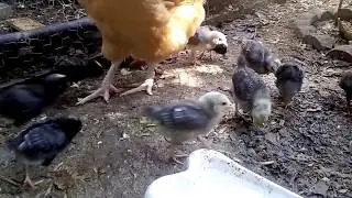 Lively Baby Chicks In Action!