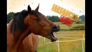 Stretching / &Eacute;tirements de l'avant-main du cheval