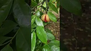 Explore The Beauty Of Fresh Nutmeg/Jathikka/Jaathiphal❤️❤️ #fruit #organic #natural #nutmeg #shorts