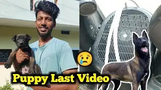 Belgian malinois Puppy Last Video | Dog | Pet care kannada 