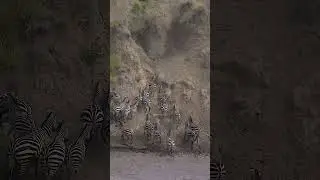 Zebra herd in River #zebra #river #herd #wild #stampede #group #africa #nature #wildlife HA12694