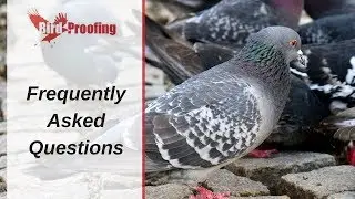 Bird Proofing Frequently Asked Questions - Brisbane, Sydney, Melbourne, Darwin