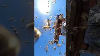 Shaking Bees Into Hive! 🐝 #shorts
