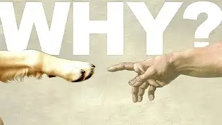 Why? Your Dog Doesn't Love You