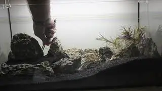 Aquascape Timelapse Planted Tank 54 L