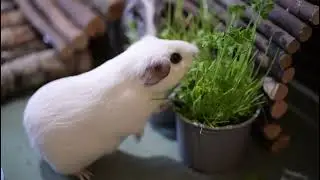 Guinea pigs eating fresh herbs.