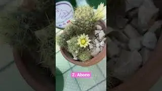 Tips para #florecer tus #cactus suscr&iacute;bete @RosalyRentas