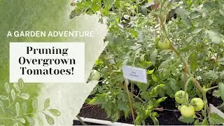 Single Stem Tomato Pruning!