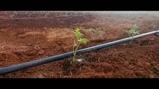 #trinityf1 #trending #tomatoes🍅 #open field variety #farming #tomatoes #agriculture #motivation 
