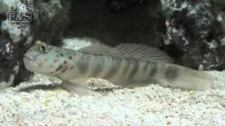 Pink Spotted Watchman Goby | LiveAquaria.com