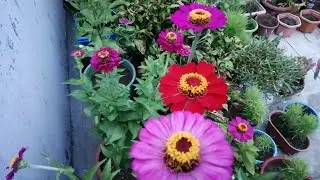 Jenniya ke seed ko kaise grow krte hai.