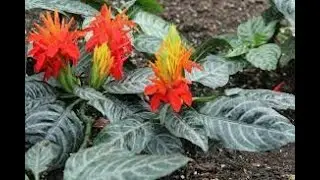 #Аденантос #Adenanthos #Анредера #Boussingaultia #Афеландра #Aphelandra #Houseplants15 Комнатные рас