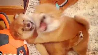 Kenzo is too strong for his brolos! - Shiba Inu puppies (with captions)