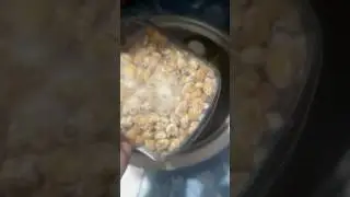 Oyster Mushroom Grain2Grain Day 13 After Shake Journey #goodshrooms  #GoodShroomsTV