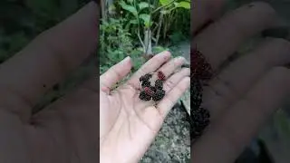 MULBERRY FRUIT IN OUR BACKYARD | MANGUHA TAYO NG MULBERRY #fruit #mulberryfruit