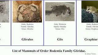 List of Mammals of Order Rodentia Family Gliridae. dormouse garden Desert Hypnomys Glirinae North