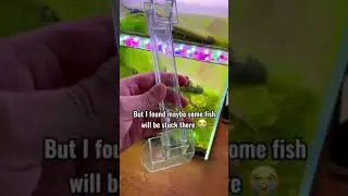 aquarium feeding tube. Easy to buy