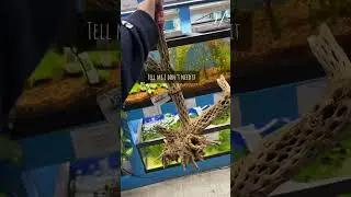 Unique Aquarium Decor: Is This Cholla Wood Worth It?#aquariumdecor #chollawood #fishtank