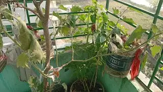 দুইদিন বাসায় না থাকাতে আমার টবের গাছগুলো একদম মরা মরা হয়ে গেছে।