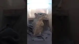 Белка испугалась удара молнии 🥺