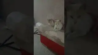 Billi ki shakl me jinnat ao dekhte h