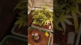 Como cuidamos nuestras plantas de cannabis o marihuana despues germinar