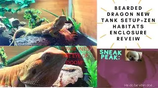 New Bearded Dragon Enclosure and Setup + Zen Habitats Enclosure Review