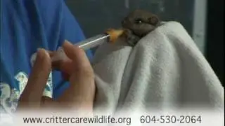 Critter Care Wildlife Society - Public Service Announcement