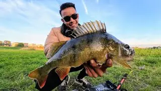 Topwater BLAST! European Perch Destroys Lure in the Fall ! #vissen #perchfishing #fishing #predator 