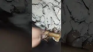 How to Clean Paya ll Easy way to clean trotters #recipe #recipevideo #tips #tipsandtricks #chicken