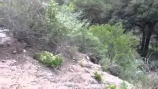 Bobcat encounter at the San Dimas reservoir