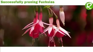 Successfully pruning Fuchsias