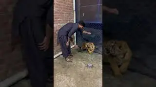 Tiger Cub attack | tiger sound | tiger rore #shorts #tiger  #tigersound