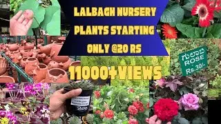Lalbagh Nursery Bangalore In telugu | #nursery #bengaluru #nurserygarden #plants #garden