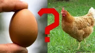 25 Datos Inútiles #9 | ¿Que fue primero, el huevo o la gallina?