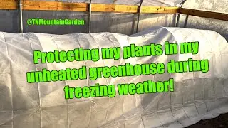 Protecting my plants in my unheated greenhouse during freezing weather!