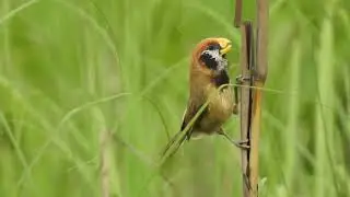 Black-breasted Parrotbill. Manas Maozigendri Ecotourism Society.