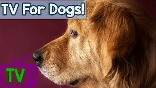 TV for Dogs - Virtual Dog Walk with Music and Water Sounds! Nature Walk and Relaxing Music for Dogs!