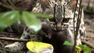 The Margay-A Cat Adapted for Climbing