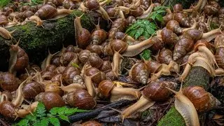 Snail Secrets REVEALED: How They Survive, Eat, and Reproduce (You Won't Believe #3!)