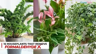 15 Houseplants That Remove Formaldehyde
